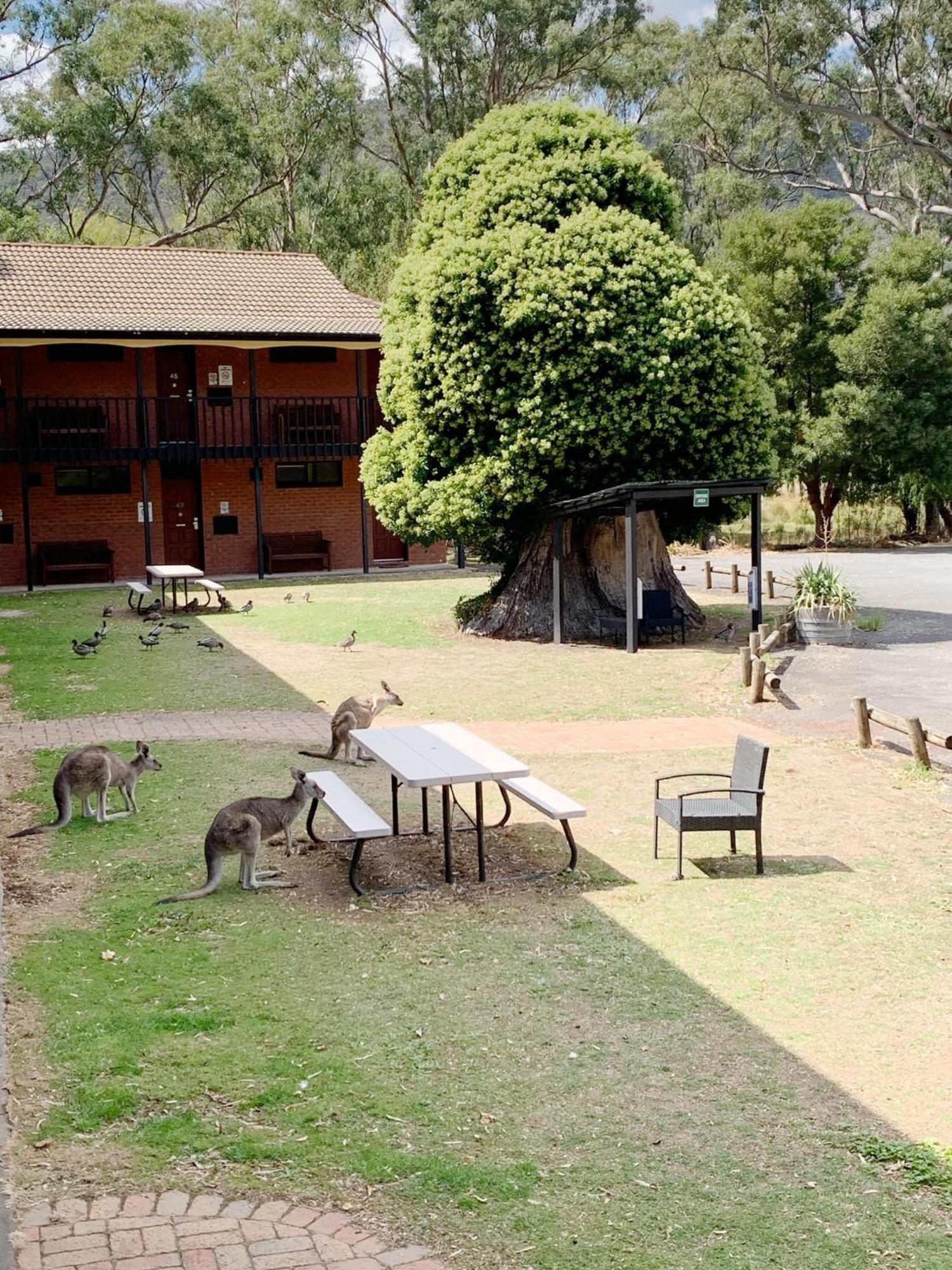 Golden Chain Country Plaza Motel Halls Gap Esterno foto